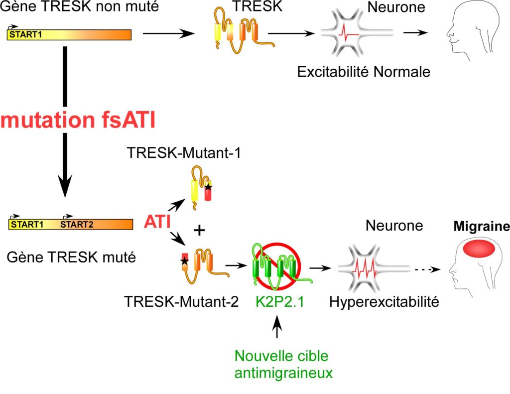 migraine-mutation canal TRESK